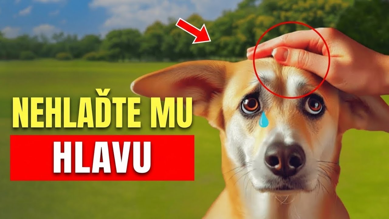 zamysli se dvakrát než pohladíš HLAVU svého psa