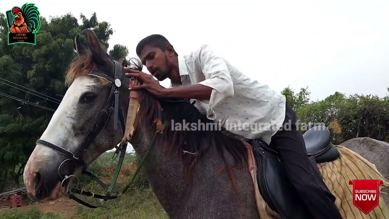 how to fix horse bit and how to handle reins.குதிரைக்கு கடிவாளம் போடுவது எப்படி 9994472457