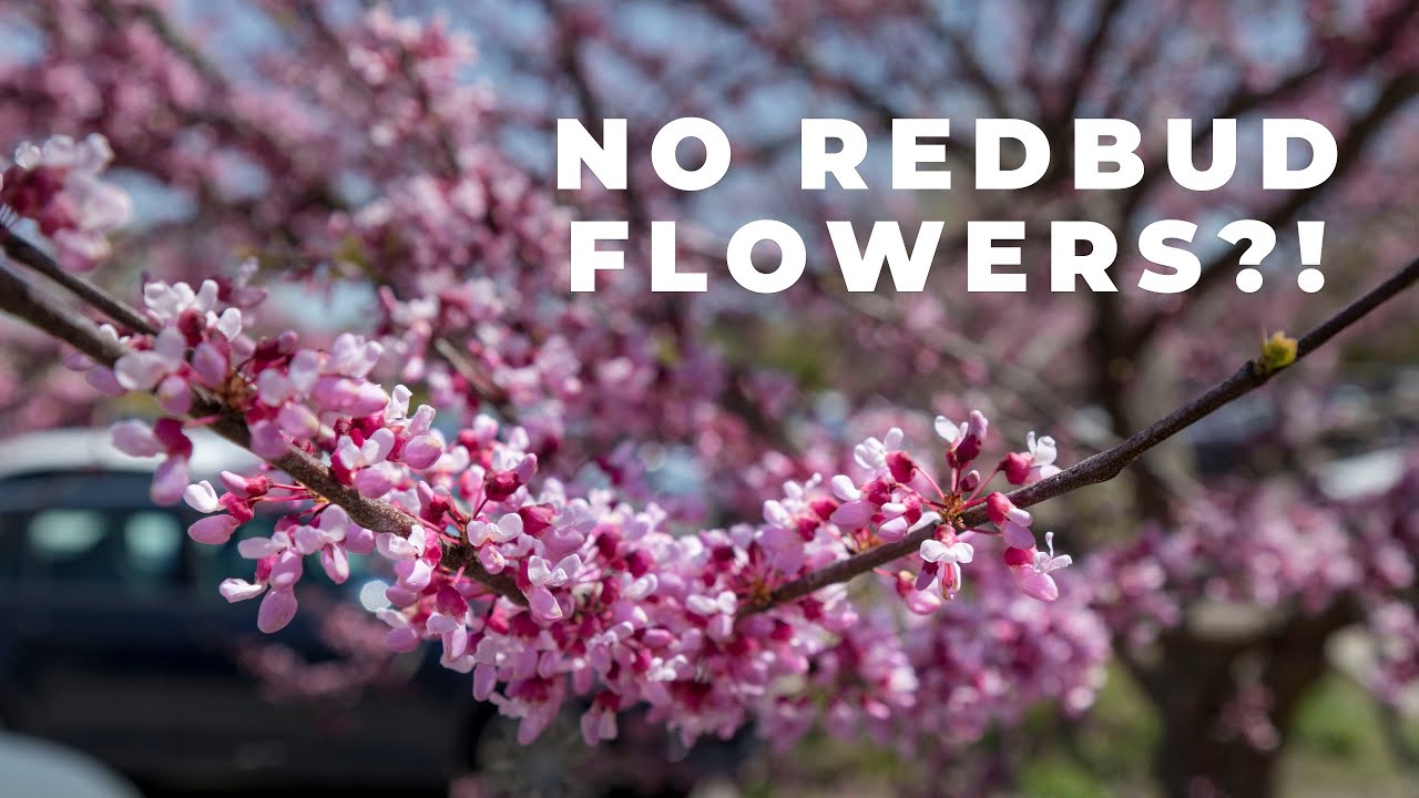 Do Redbud Trees Bloom Every Year?