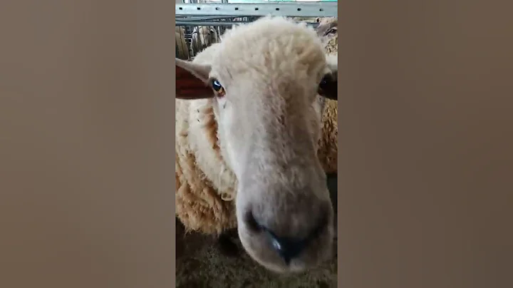 How we sell our sheep.