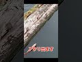 棒ウキが沈む！アタリの瞬間【チヌ釣り】誘い〜アタリまで