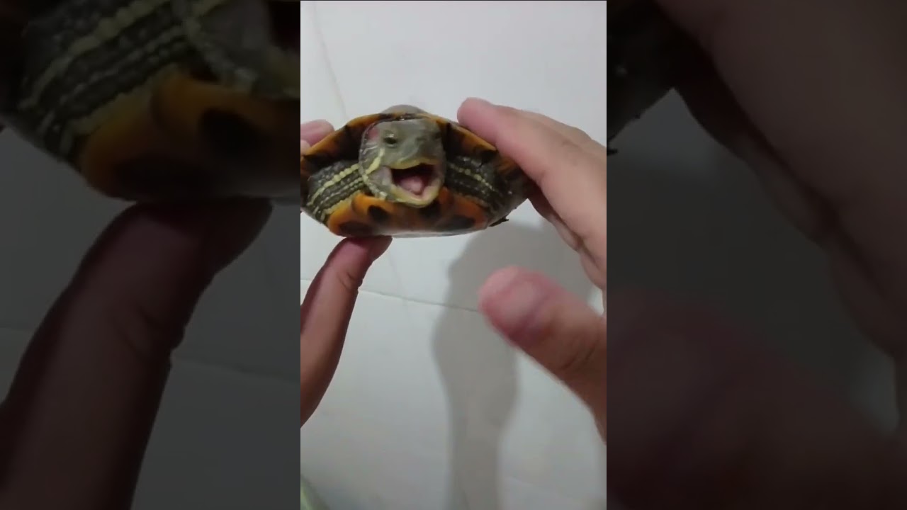 Aggressive turtle bites finger in Hunan, China