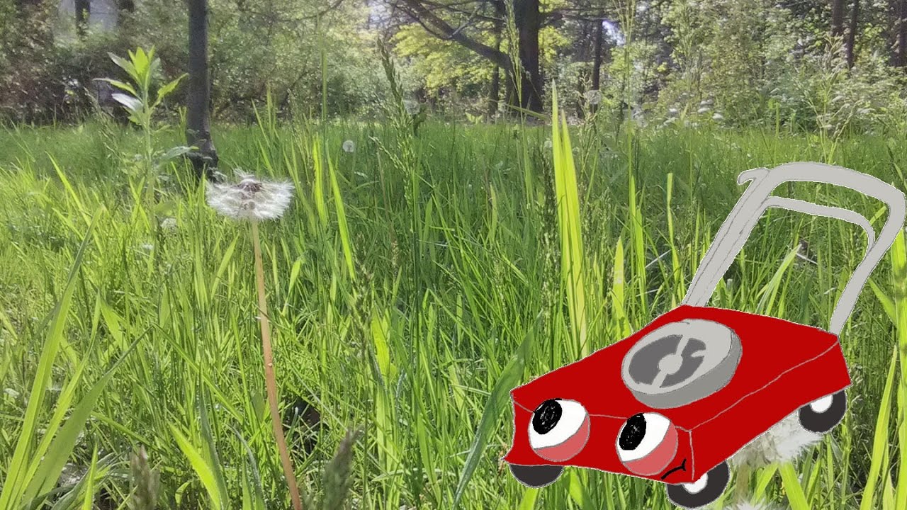 My Grassy Yard