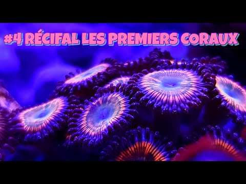Vidéo: 5 Coraux Robustes Pour Votre Premier Aquarium Récifal