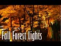 Korankei | Autumn leaves light display