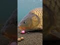 Big Carp Can’t Stop Eating This Bait. #carp #carpfishing #boiles #fishing #fish