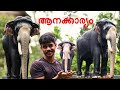 മരത്തിൽ ഉളിക്കൊണ്ട് ആനകളുടെ ശില്പം ഉണ്ടാക്കുന്ന മിടുക്കൻ l ജീവൻ തുടിക്കുന്ന ആനകൾ ELEPHANT MINIATURE 