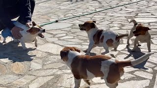 JACK RUSSELL PARS REİS’İN BU KIZAN İŞİ ÇOK ZOR PARİS ESKİ PARİS DEĞİL