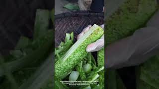 Wild Vegetables from the Mountains
