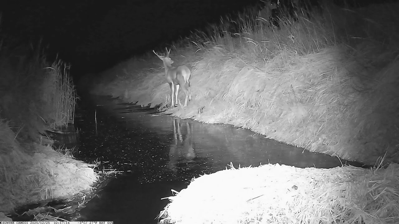 Tikras kovotojas: miško herojus – šernas be kojos išgyveno metus.
