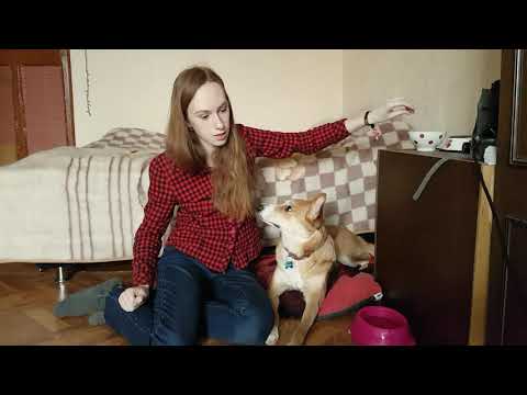 Видео: Как дрессировать свою собаку по команде «Оставь это»