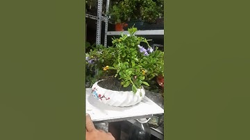 chuỗi ngọc thái