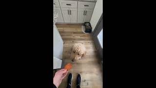 Caledon Farms Sweet Potato Chews Review | One Ingredient Dog Treat