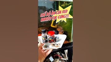 Chế độ ăn cho Lóc vẩy rông đỏ #bumfish #chana #channa #caloccanh