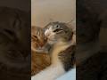 #JasonDeruloTV // The Yawn Was An Excuse For The Cat 😅🤣 IG @yeolmunamu