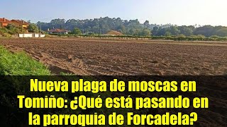 Nueva plaga de moscas en Tomiño: ¿Qué está pasando en la parroquia de Forcadela?