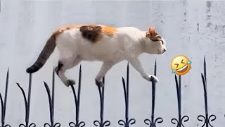 New Funny Animals😬🐶Best Funny Dogs and Cats Videos Of The Week😻 by DT Pets 312 views 1 month ago 31 minutes