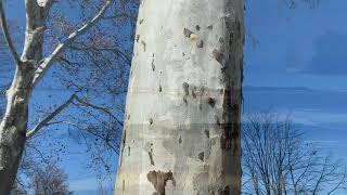 Sycamore or London Plane Tree?  Can you tell the difference?