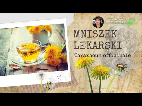 Wideo: Mniszek Mongolski