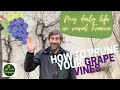 How to prune your grape vines (winter prune) - My Daily Life in Rural France - Ep 18