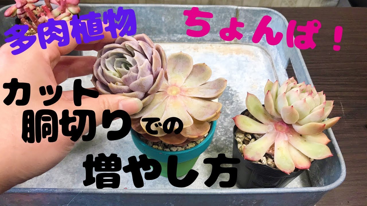 多肉植物 カット と胴切りで子供を増やそう Youtube