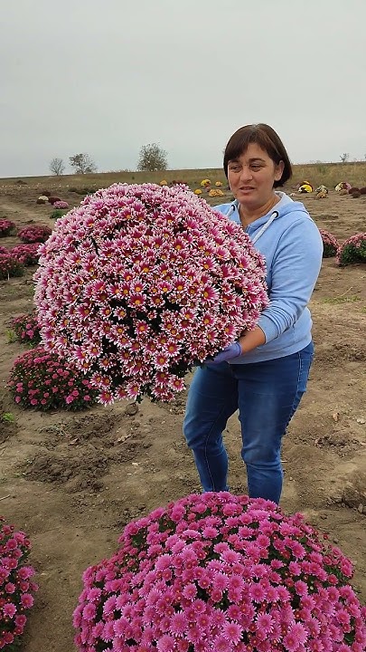 Хризантема Фан фан лайт. #флористика #flowers #хризантема #мультифлора ...