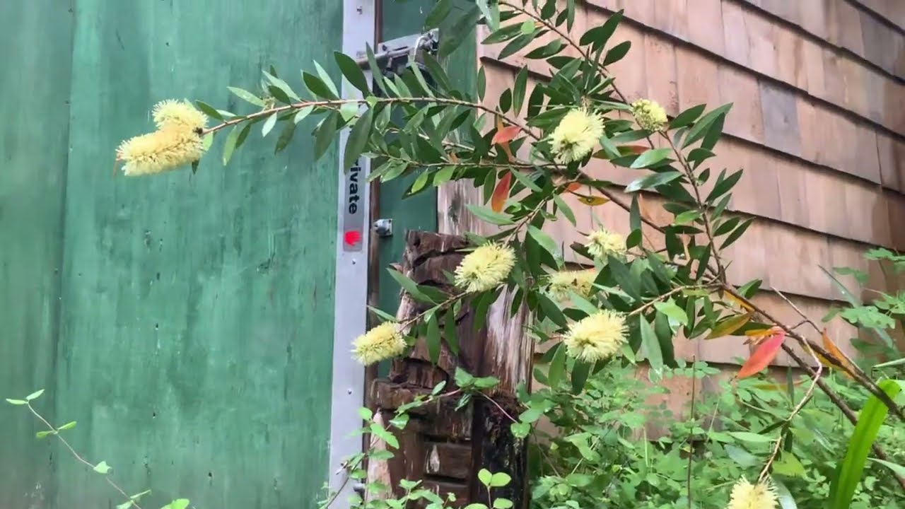 Amazing Bottle Brush plants blooming in our Northern garden