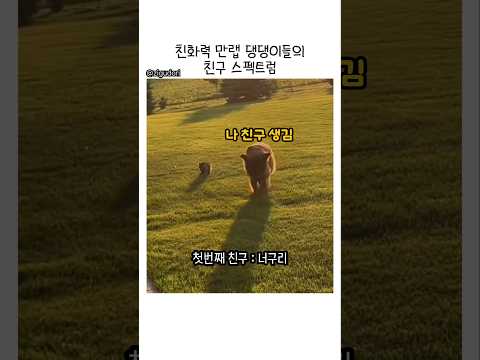 친화력 갑인 댕댕이들의 친구들 스펙트럼  #강아지 #반려견 #댕댕이 #산책 #친구 #동물영상 #유머 #힐링 thumbnail