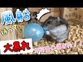 【ハムスターに風船】あげたら面白過ぎる行動に出た！！！！！効果音多目に入ってます！