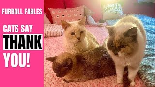 What are Cats Thankful for? by Furball Fables 302 views 4 months ago 2 minutes, 20 seconds