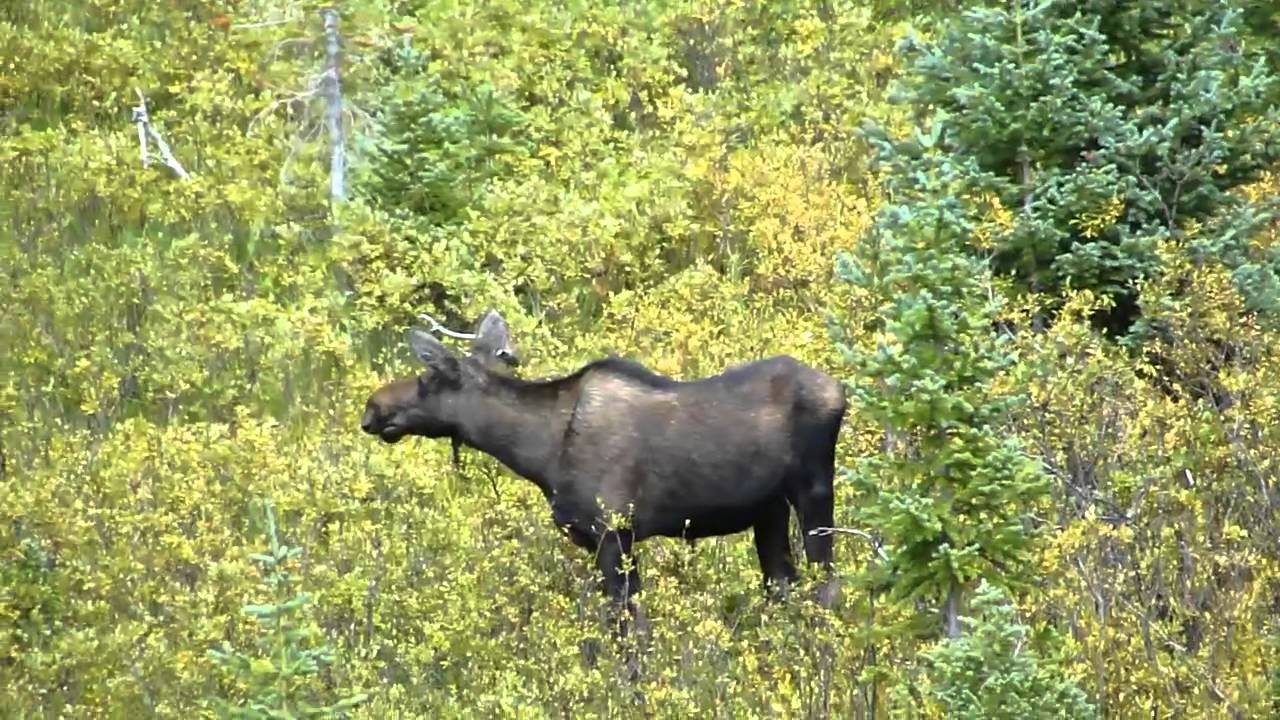 moosejaw Momma Moose and Her Baby