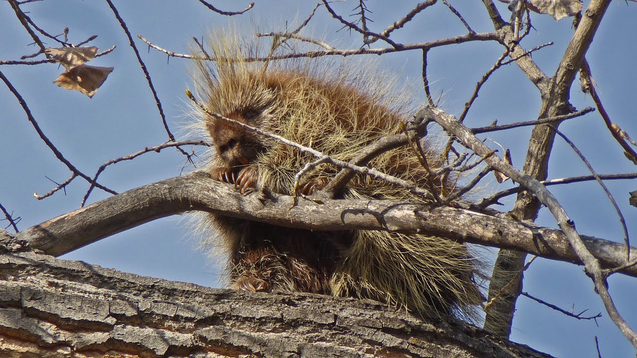 Porcupine "Hunting" in the Rio Grande Bosque 