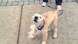 Howling Irish Coat Wheaten terrier
