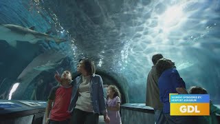 GDL: Newport Aquarium showcased their "Surrounded by Sharks " tunnel