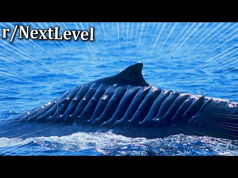 Whale Survived Boat Propeller | r/NextLevel