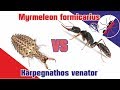 Батл. Муравей-убийца против убийцы муравьев! Harpegnathos venator vs Myrmeleon formicarius