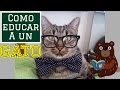 Como Educar a un Gato