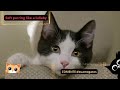 Gatos Cats Lover #catlife  #catlovers #catsoftheworld #cat #gateirosdobrasil