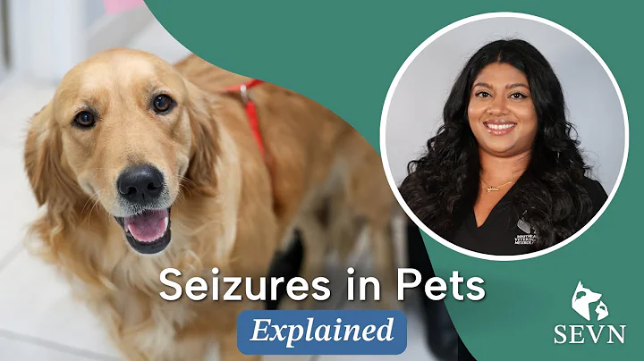 Seizures in Pets: Causes, Symptoms, and Treatment Options