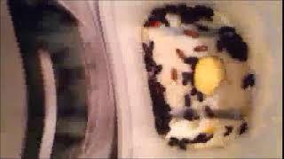 Dermestids Canada Mealworm Timelapses 2017 2019 #18,640 33