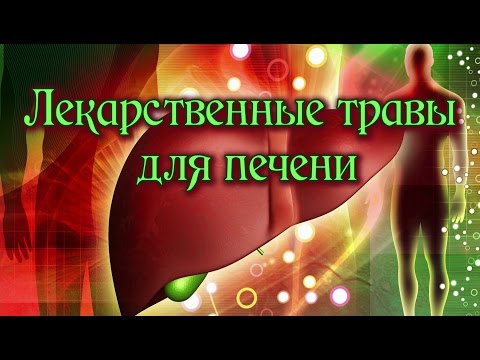 Целебные ТРАВЫ для ЗДОРОВЬЯ ПЕЧЕНИ