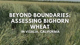 Beyond Boundaries: Assessing Bighorn Wheat in Visalia, California