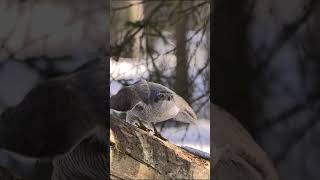 Goshawk