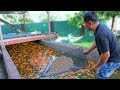 Fish Farming & Free range Farming│Harvesting fish & Rabbit automatic feeder & watering system│Farm