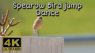 Bird Singing In Beautiful Loud Spearow Birdbird Singingbeautiful Bird4 Ever Green