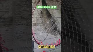 천혜바다낚시터.대물 자바리로 야간 낚시 스타트!!!! #영종도여행 #fishing #방조제낚시 #낚시 #해안포 #fish #생활꿀팁 #carpfishing