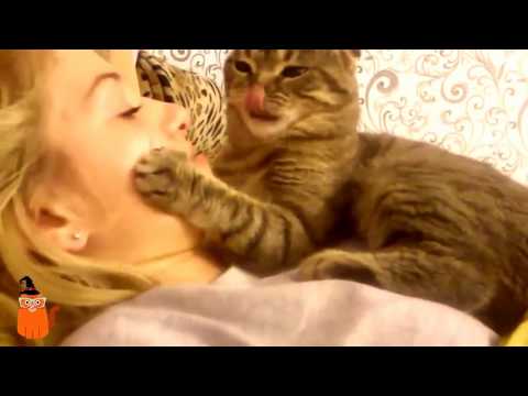 ласковая кошка целует хозяйку