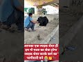 #GauMata #Gaushala #SanatanDharma #SevaBhav #DesiCow #Bhakt i#HinduCulture #DailySeva