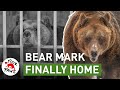 Bear mark is finally home 