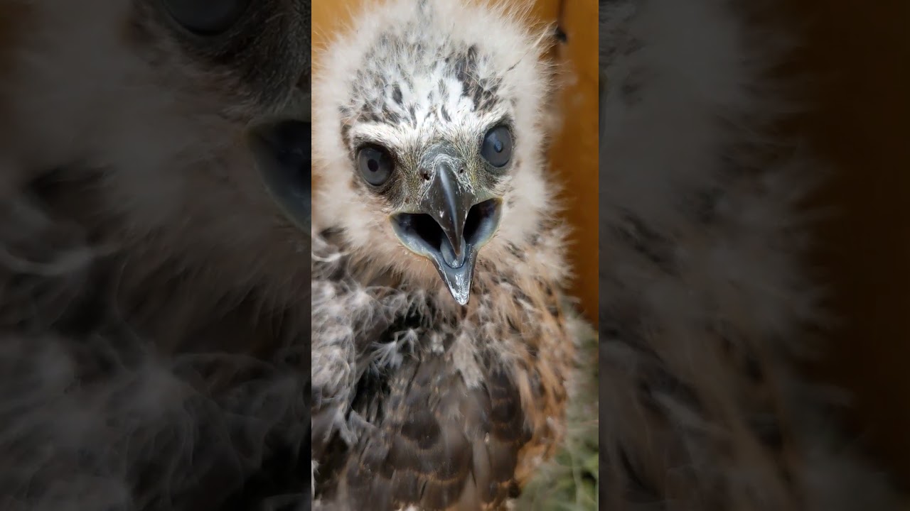 baby goshawk 